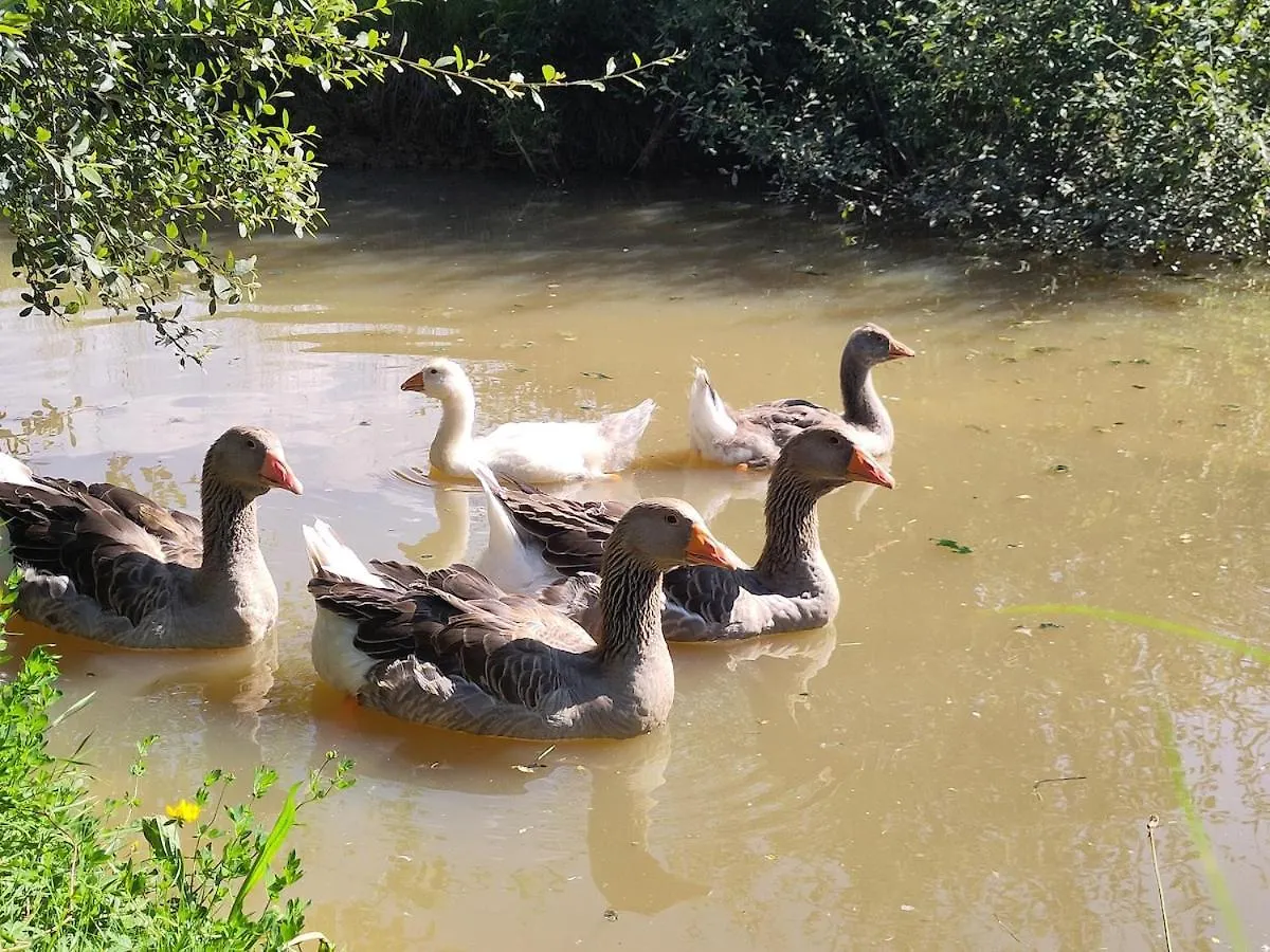 Le Champ Des Grenouilles - Gite Ecologique A La Ferme Montjoie-en-Couserans Holiday home